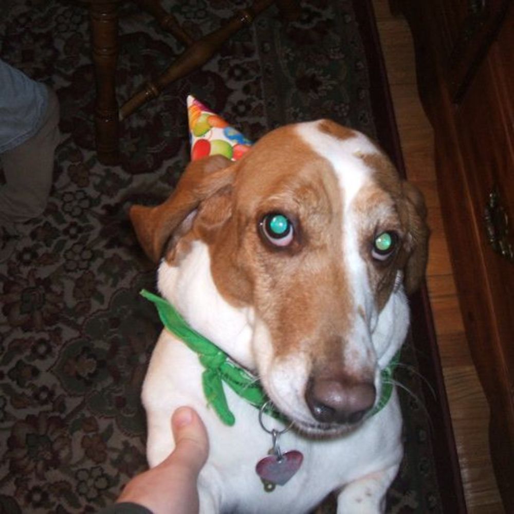 Meet your Posher, Louie